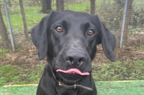 Officers from Wyre task Force and NHPT conducted a drugs operation with PD Zola and handler April so needed her focused. 