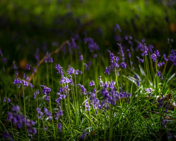 Bluebell walks in Lancashire