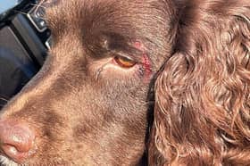 The Cocker-Spaniel type dog is recovering after it fell from a moving vehicle. 