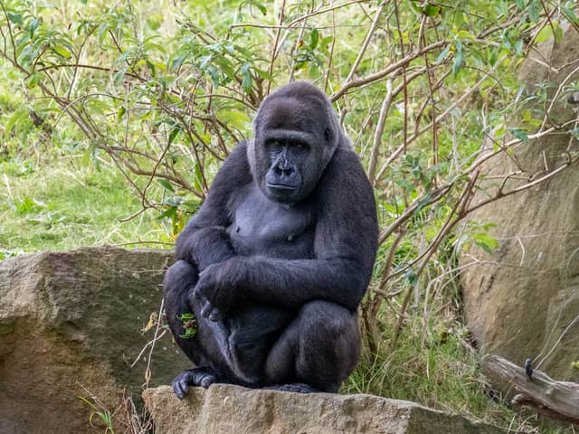 Meisie was the first baby gorilla to be born at Blackpool Zoo has arrived in India to start a major new adventure with her half-sister.