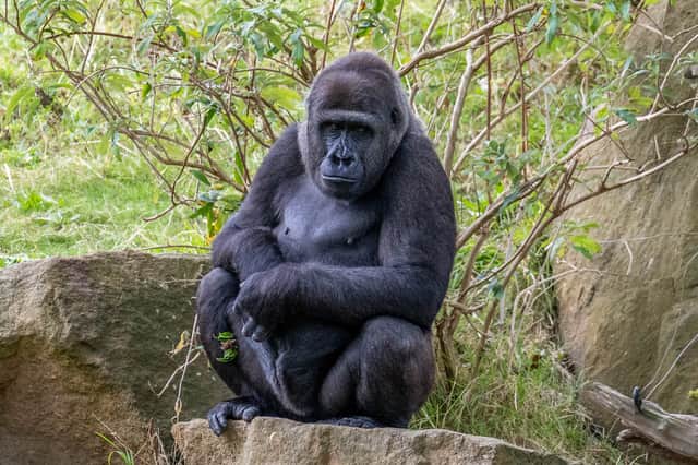 Meisie was the first baby gorilla to be born at Blackpool Zoo has arrived in India to start a major new adventure with her half-sister.