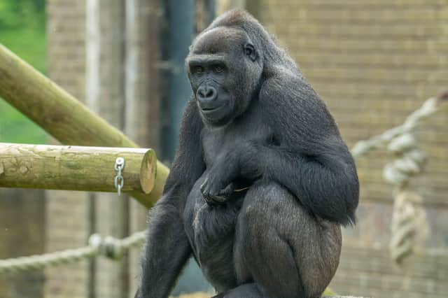 Meisie's sister Moanda.