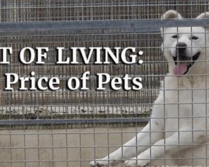 Photo of a dog in a kennel