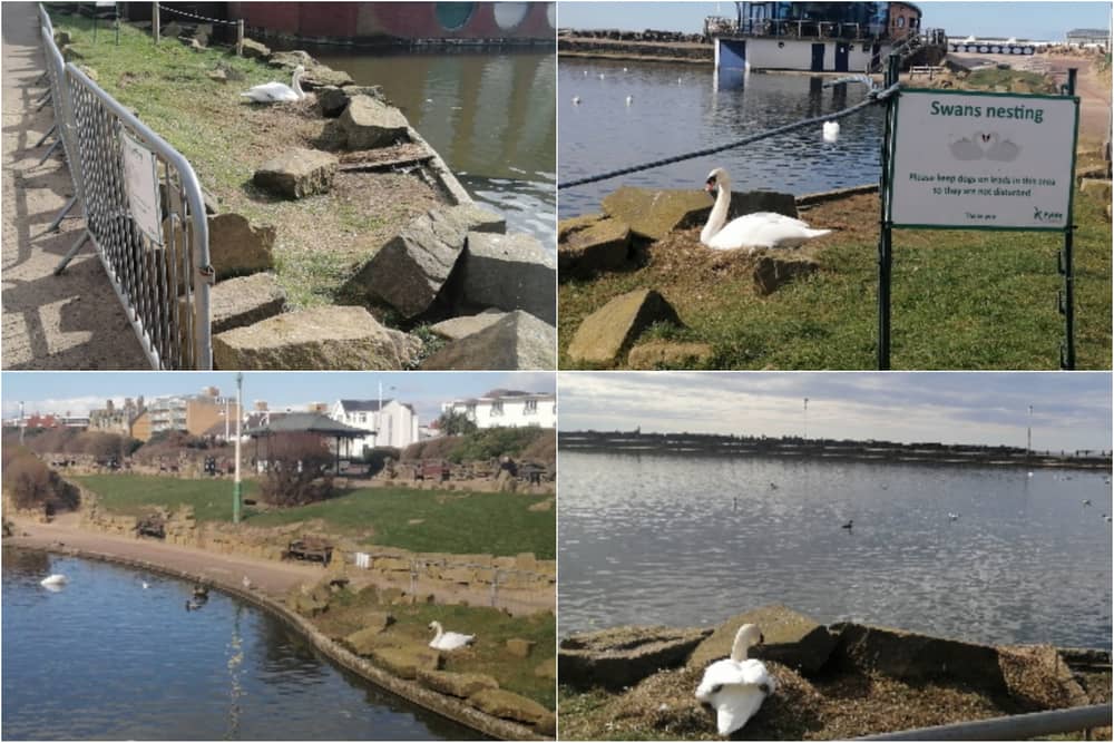 A family of swans have chosen Fairhaven Lake as their nesting site