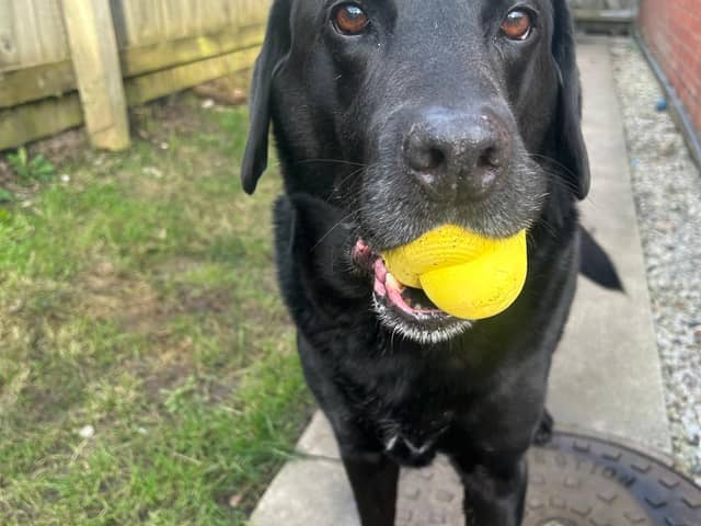 Could your beloved pooch be on the next series of Channel 4's The Dog House? 