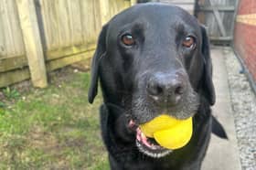 Could your beloved pooch be on the next series of Channel 4's The Dog House? 