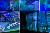 I visited Sea Life in Blackpool for the first time.