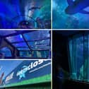 I visited Sea Life in Blackpool for the first time.