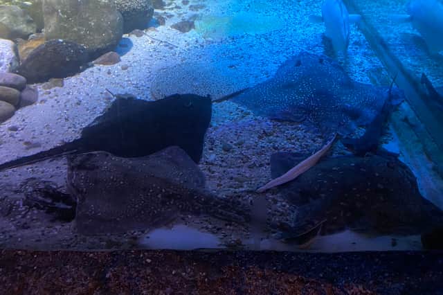 Stingrays - Sea Life Blackpool