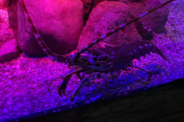 Spiny Lobster - Blackpool Sea Life