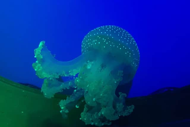 Jellyfish - Sea Life Blackpool