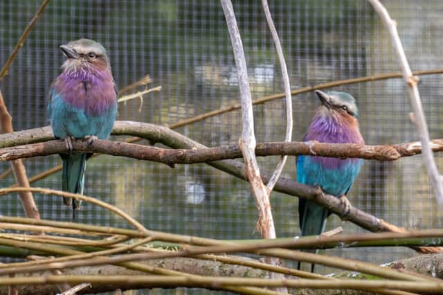 A stunning male lilac-breasted roller (pictured on the left) has arrived at Blackpool Zoo from Chester Zoo.