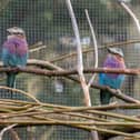 A stunning male lilac-breasted roller (pictured on the left) has arrived at Blackpool Zoo from Chester Zoo. 