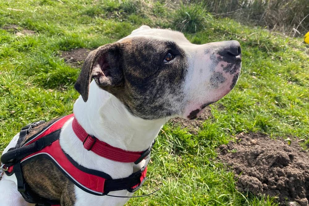 Adorable American Bulldog Sweetie needs a forever home - could it be yours? 