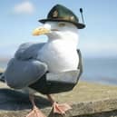 Fylde’s seagulls are to be trained as tour guides.
