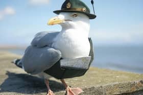 Fylde’s seagulls are to be trained as tour guides.