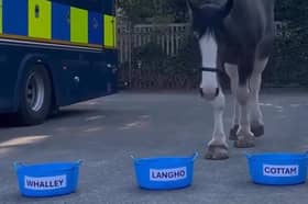 Meet Lancashire Police's new horse who chose her own name with the help of three food buckets - but which one did she choose? 
