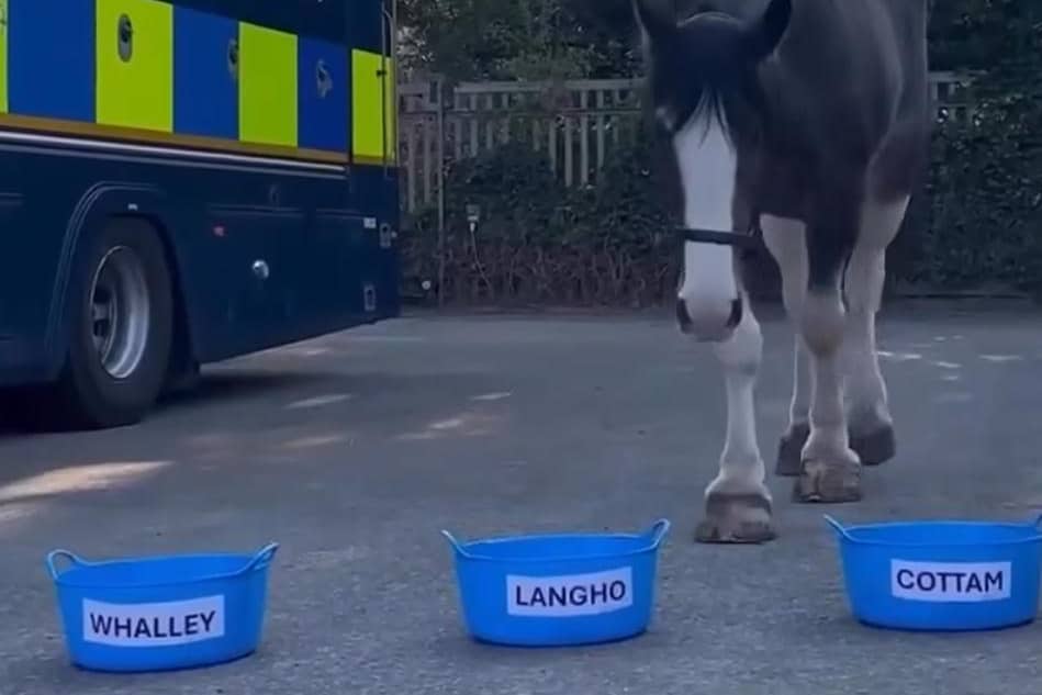 Meet Lancashire Police's new horse who chose her own name with the help of three food buckets - but which one did she choose? 