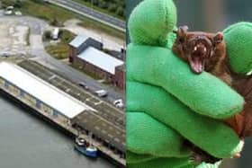 A survey on bats  and birds is having to be taken into consideration as part of a planning application to demolish old buildings on Fleetwood Docks