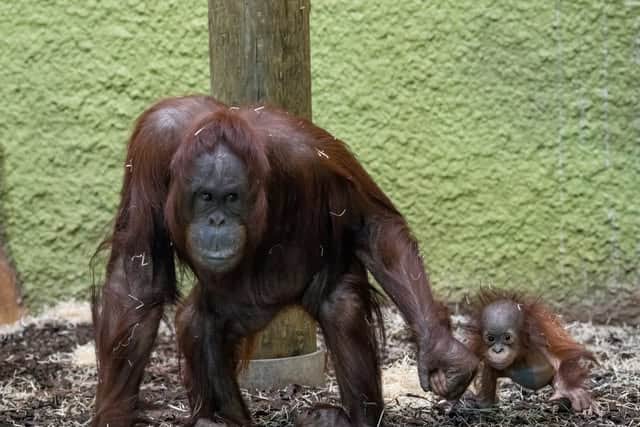 Aunty Cherie who is 28 today pictured with Jarang.