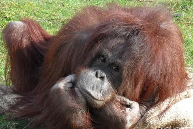 Described as the ‘quiet one’, Cherie was born at Blackpool Zoo on April 9, 1977.
