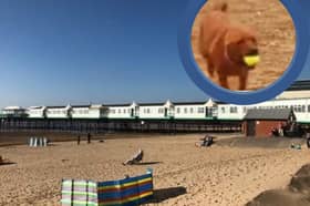 A dog exclusion zone will come into effect later this week on a part of St Annes beach until September. 