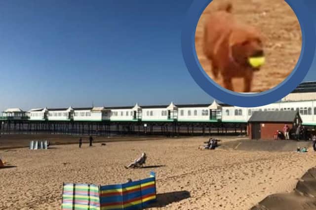 A dog exclusion zone will come into effect later this week on a part of St Annes beach until September.