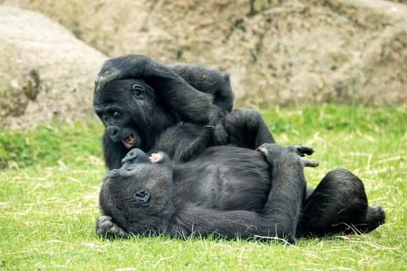 Meisie and Moanda are currently undergoing a standard quarantine period in India, which is an essential part of any animal relocation process. 