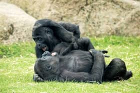 Meisie and Moanda are currently undergoing a standard quarantine period in India, which is an essential part of any animal relocation process. 