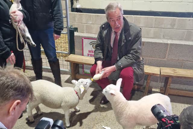 Nigel Farage has a lamb drinking from the palm of his hand on a visit to Farmer Parr's Animal World in Fleetwood