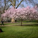 A woman lays near to a blooming cherry blossom tree, as she reads her book.