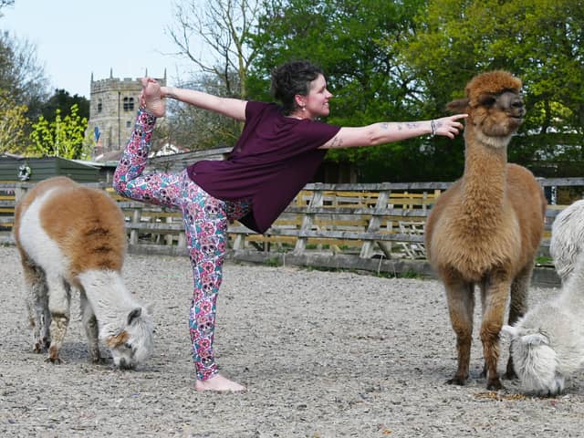 Alpaca Yoga, Ivy Dene, St Michaels