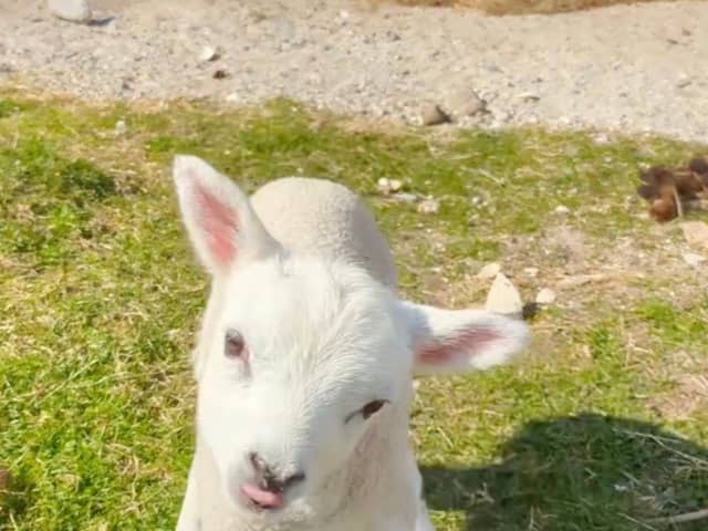 Wonky the lamb.