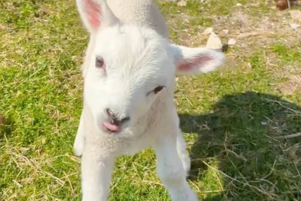 Wonky the lamb.