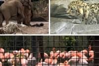 Chester Zoo has been crowned the country's favourite zoo on Tripadvisor.