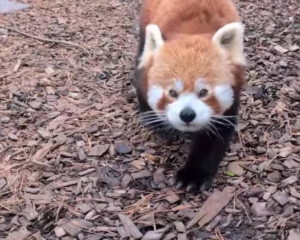 Chester Zoo has been crowned the country's favourite zoo on Tripadvisor.