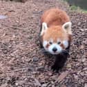 Chester Zoo has been crowned the country's favourite zoo on Tripadvisor.