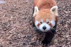 Chester Zoo has been crowned the country's favourite zoo on Tripadvisor.