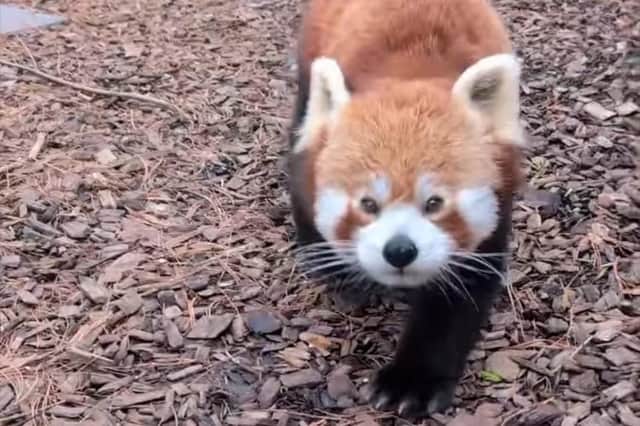 Chester Zoo has been crowned the country's favourite zoo on Tripadvisor.