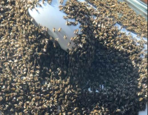 The honeybees swarm all over Louisa Stevens' car
