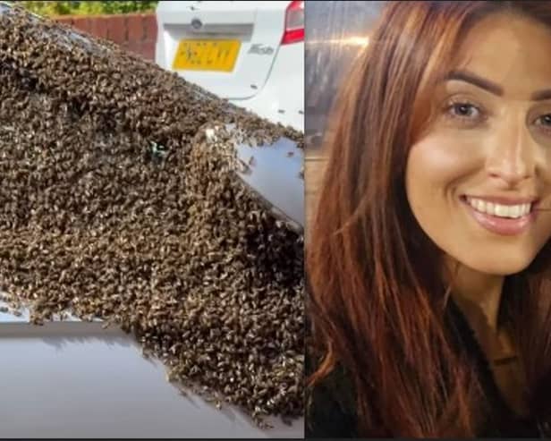 The honeybees swarm all over Louisa Stevens' car