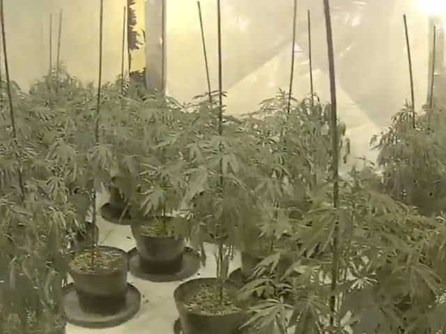 £4.5m drug operation consisting of  75 cannabis farms uncovered.