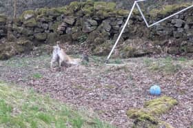 The RSPCA is urging people to pack away their football nets after having to rescue a frightened deer whose head got stuck in football netting in a garden in Burnley. 