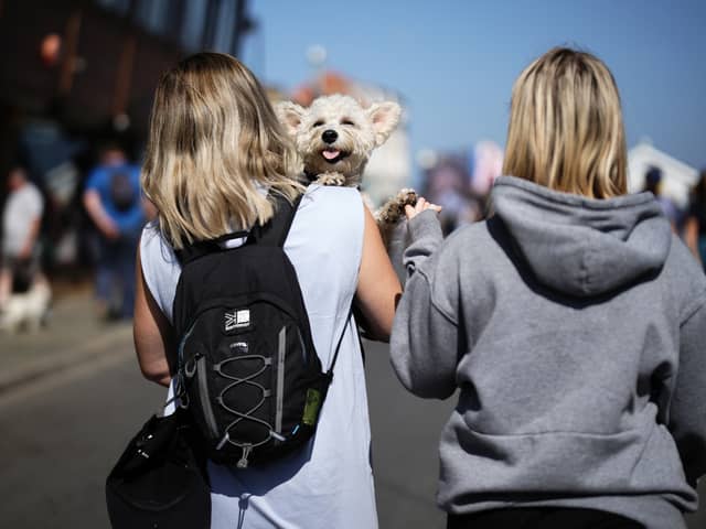 Walking our dogs in warm weather can be extremely dangerous.