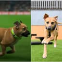 Billy at Battersea and as an avatar on Twitch for the ‘pitch invasion’