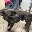 One-year-old Staffordshire Bull Terrier, Bruno, was heard on audio recordings crying out in distress as Leah shouted aggressively inside his Blackburn home.