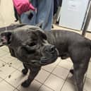 One-year-old Staffordshire Bull Terrier, Bruno, was heard on audio recordings crying out in distress as Leah shouted aggressively inside his Blackburn home.