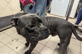 One-year-old Staffordshire Bull Terrier, Bruno, was heard on audio recordings crying out in distress as Leah shouted aggressively inside his Blackburn home.