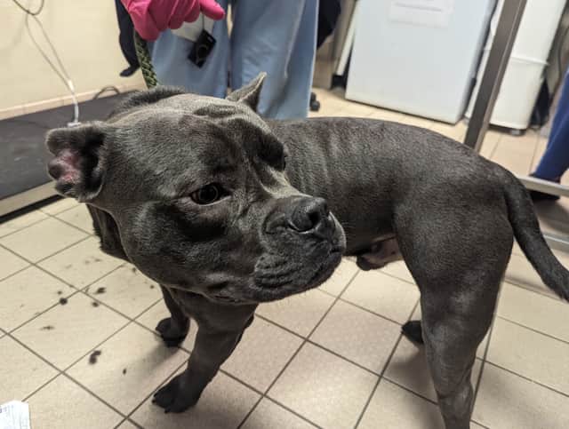 Blackburn man banned from keeping animals after dog abuse case.