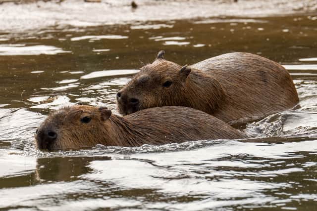 Capybaras cooling off at Blackpool Zoo with a little swim.